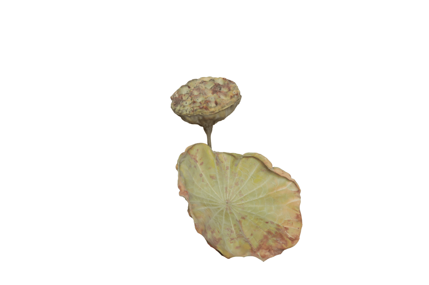 FQ_18721_6ed192.png_95A9FE54853F62FB19C65D17B9F706BF983A2C2C 18721_6ed192